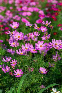 Close-up of pink flowering plants on field