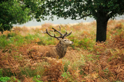 Red deer standing amidst plants in forest