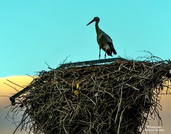 Bird perching on nest against sky