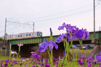 Close-up of purple flowers blooming outdoors