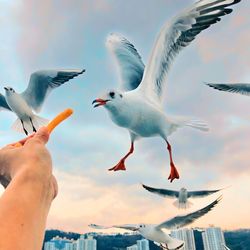 Low angle view of seagulls flying against sky