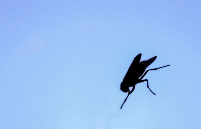 Low angle view of insect flying against clear blue sky