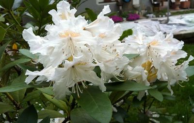 Close-up of flowers