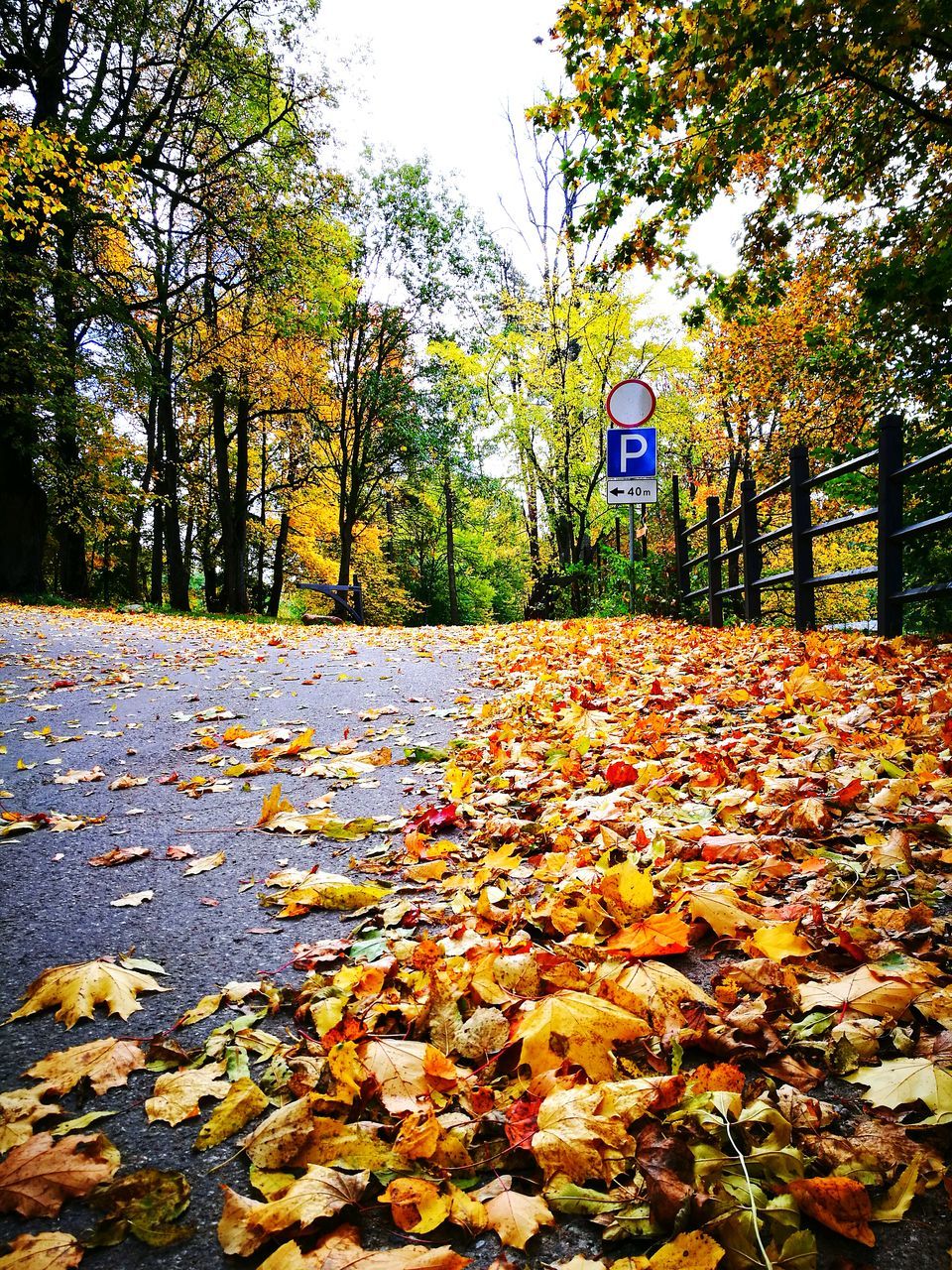 FALLEN LEAVES ON FOOTPATH