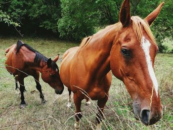 Brown horses on field by fence