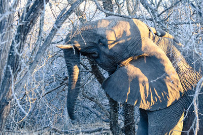 Elephant standing on field by bare trees