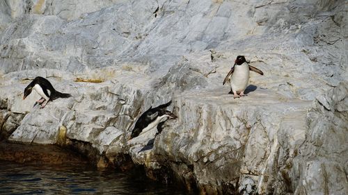 View of birds on rock formation in sea