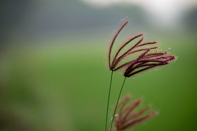 Close-up of plant