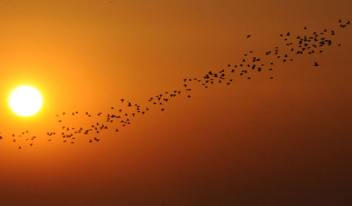 Flock of birds flying in the sky