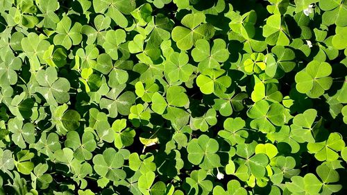 Full frame shot of leaves