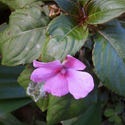 Close-up of pink flowers