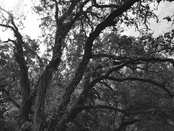 Low angle view of trees in forest