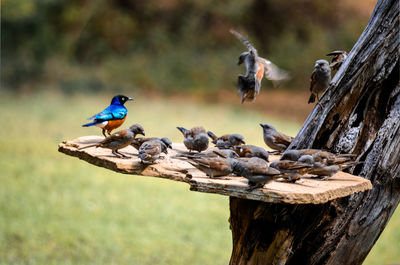 Birds perching on wood
