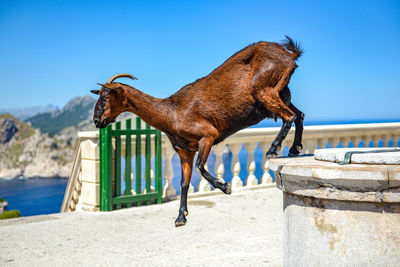 Side view of a goat against the sky