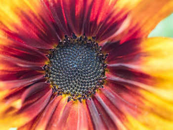 Close-up of flower blooming outdoors