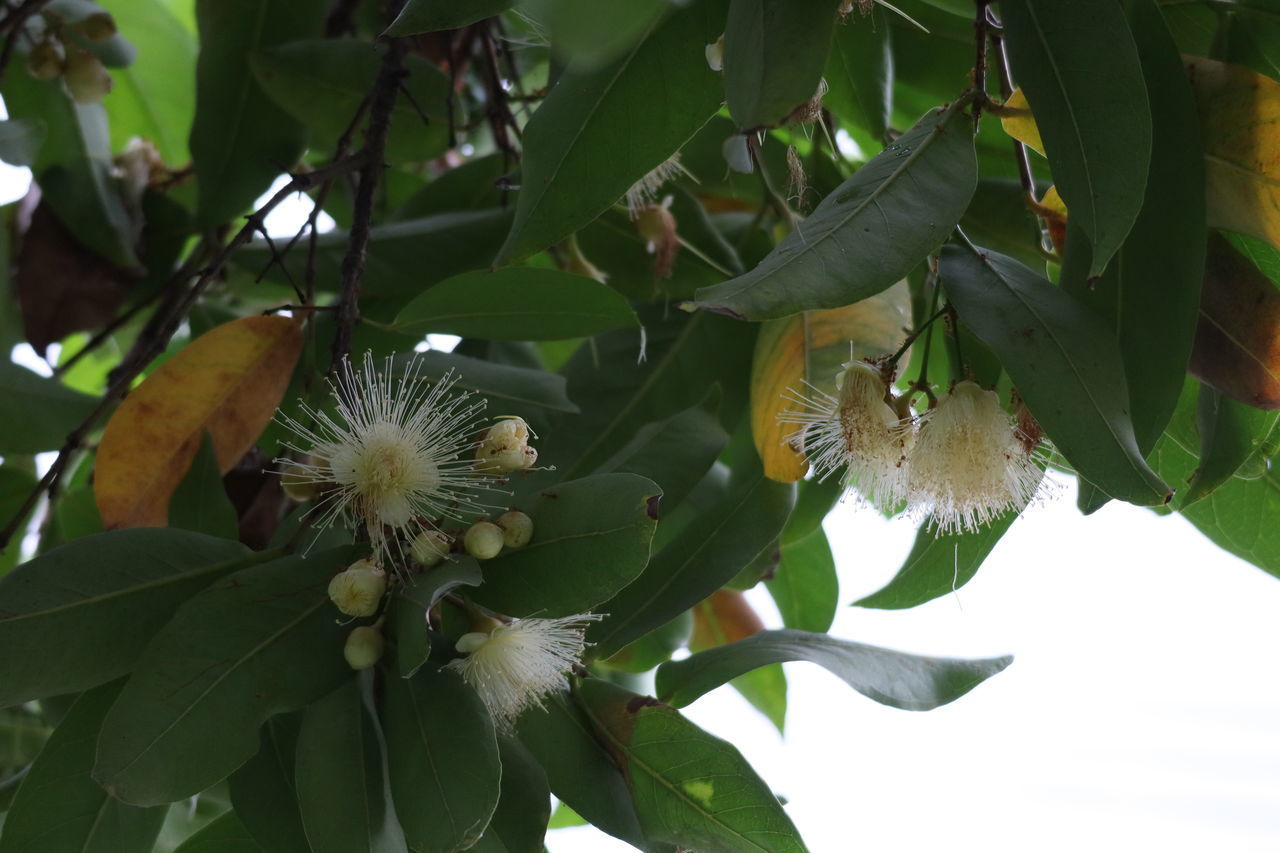 CLOSE-UP OF FLOWERING PLANT AGAINST TREE