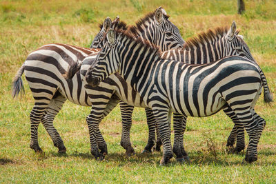 A herd of zebras huddled together in the wild at ol pejeta conservancy in nanyuki,kenya