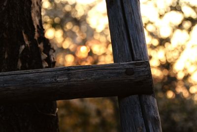 Close-up of tree trunk