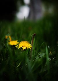 Close-up of yellow flower blooming in field