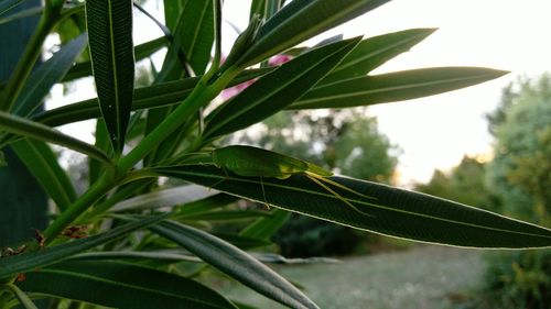 Close-up of leaves