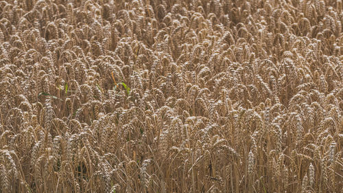 Full frame shot of wheat field