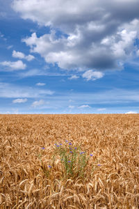 Scenic view of agricultural field against sky