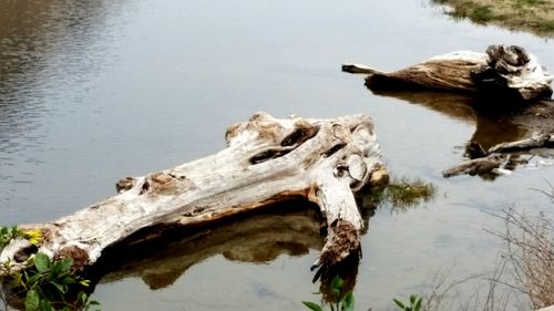 Close-up of crocodile in lake