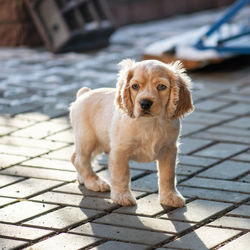 Lonely little sad puppy. biege american cocker spaniel breed. dog sits on street and looks at camera