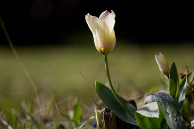 Close-up of white flowers