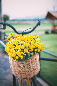 Close-up of yellow flowers in basket