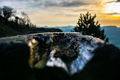 Close-up of leaf on wood against sky