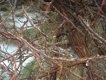 Close-up of twigs on branch