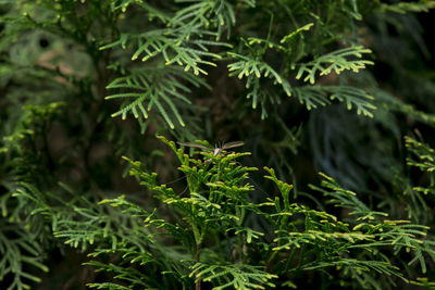 Close-up of fresh green plants