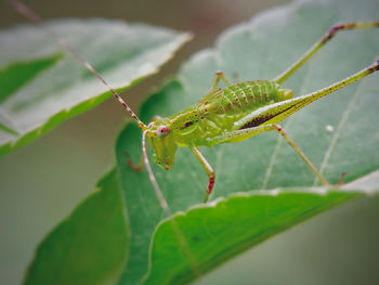 Close-up of insect on leaf