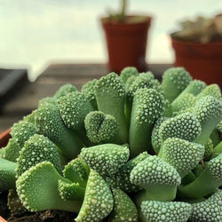 Close-up of succulent plant