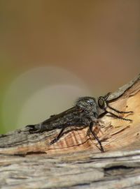 Close-up of grasshopper on log