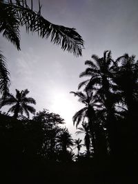 Low angle view of silhouette trees against sky