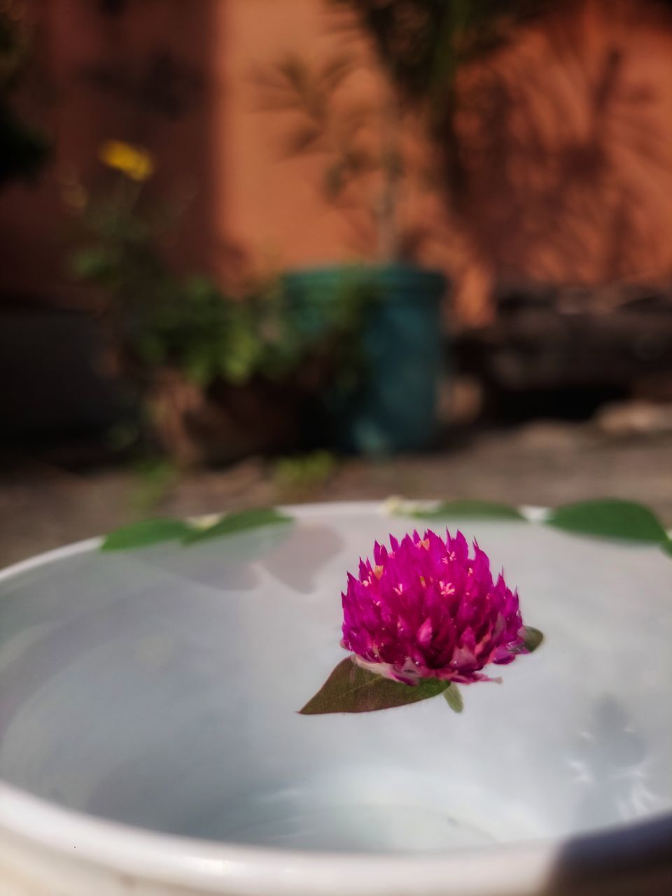 flower, flowering plant, plant, nature, freshness, beauty in nature, water, pink, no people, close-up, leaf, petal, flower head, focus on foreground, selective focus, outdoors, floristry, fragility, inflorescence, table, purple, food and drink, floating on water