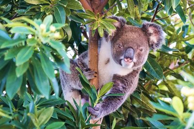 Close-up of a squirrel on tree