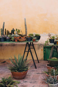 Potted plants on table against wall