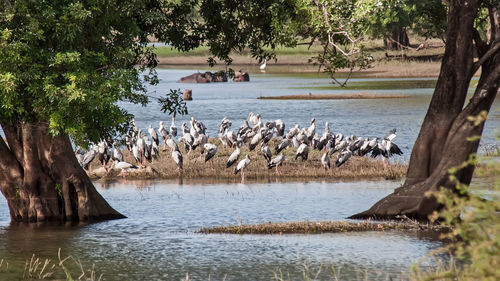 View of birds in lake