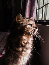 Close-up of a cat looking away