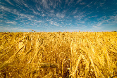 Scenic view of wheat growing on field against sky