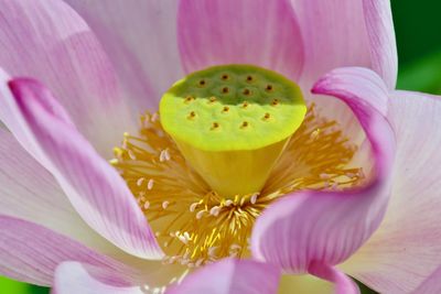 Close-up of pink water lily