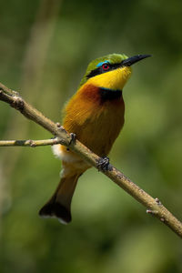 Little bee-eater with catchlight on slanting branch