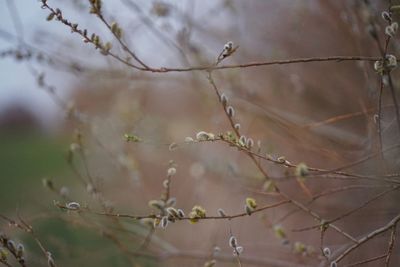 Close-up of plant on branch of tree