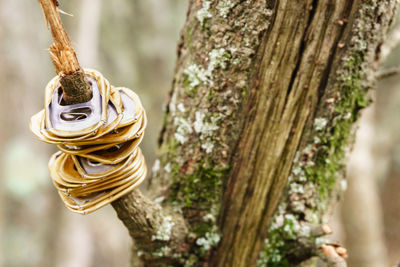 Close-up of a tree trunk