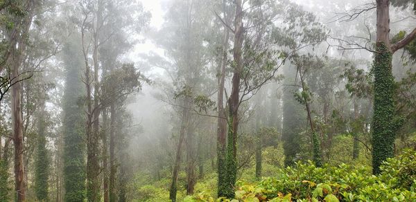 Sunlight streaming through trees in forest