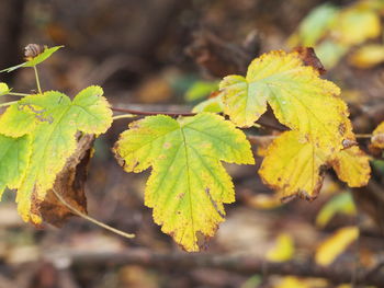 Close-up of leaves during autumn