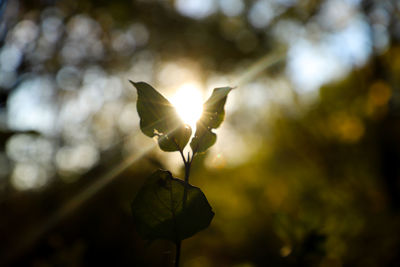 Low angle view of flowering plant